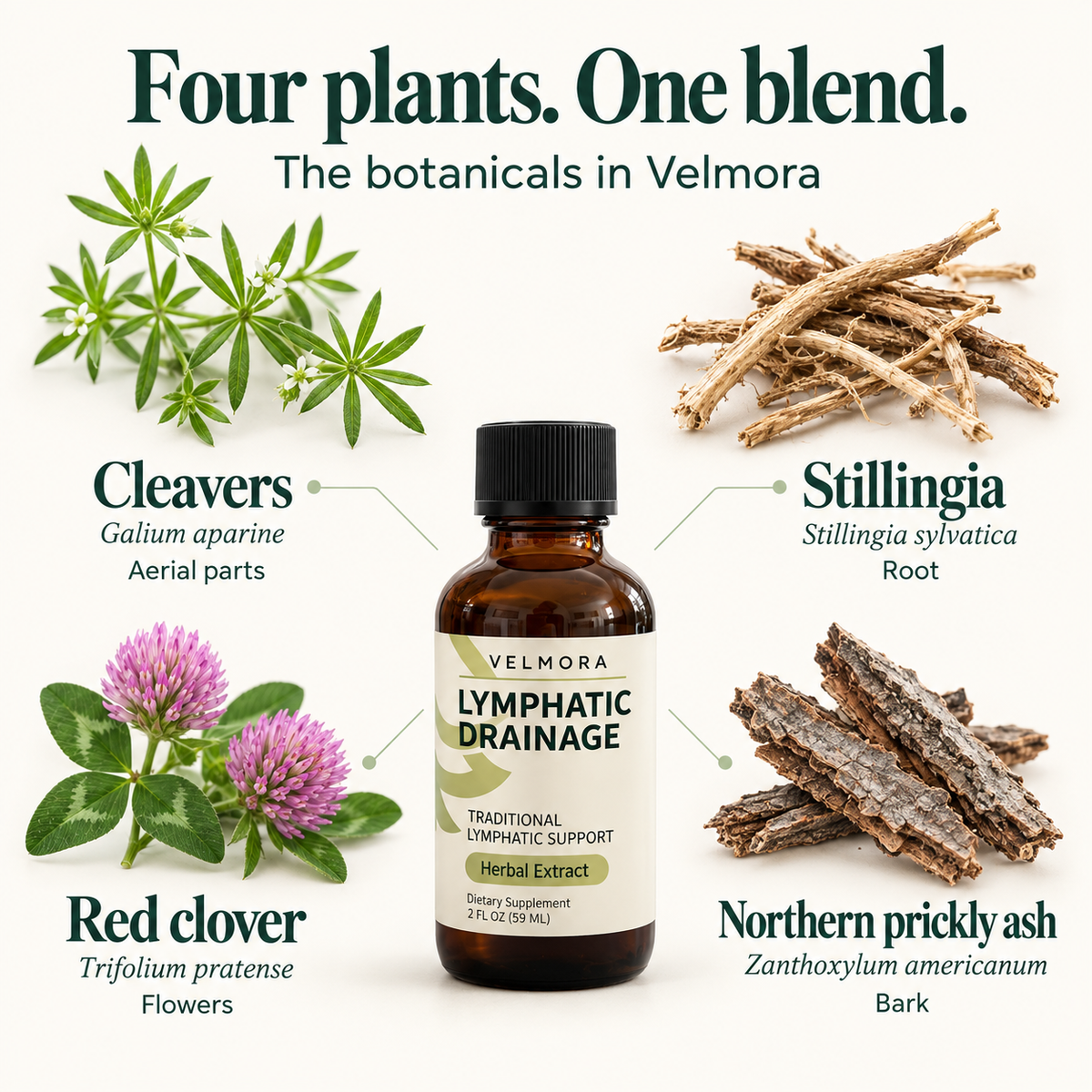 The four botanicals in Velmora